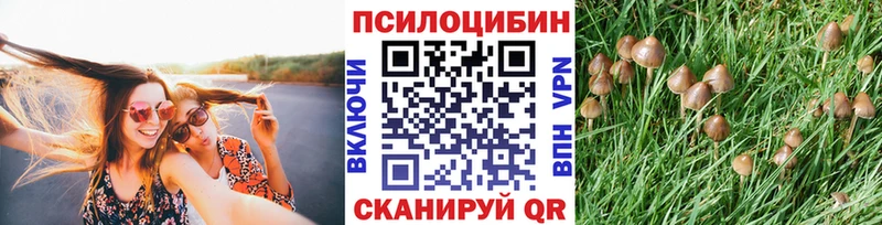 Псилоцибиновые грибы Cubensis  Томилино 